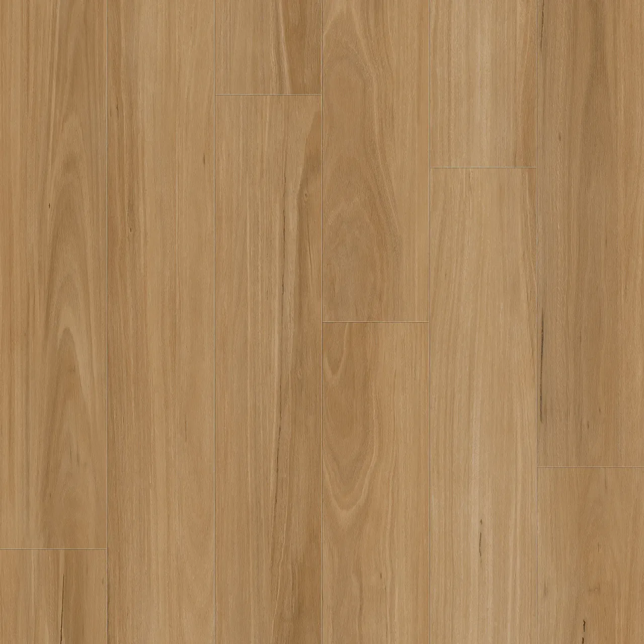 Blackbutt swatch — Phoenix