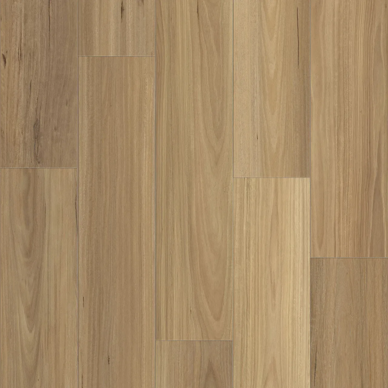Blackbutt swatch — Lumina