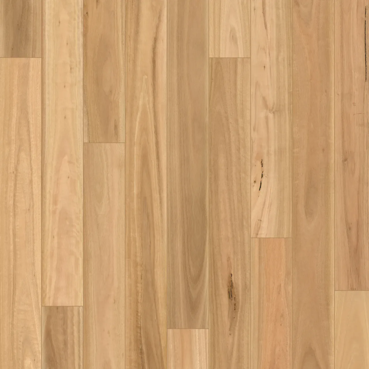 Blackbutt swatch — Tribute